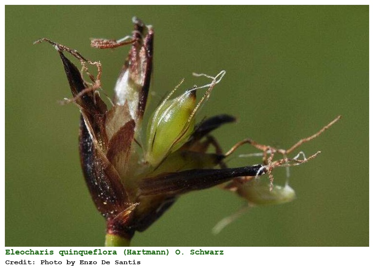 Eleocharis quinqueflora (Hartmann) O. Schwarz